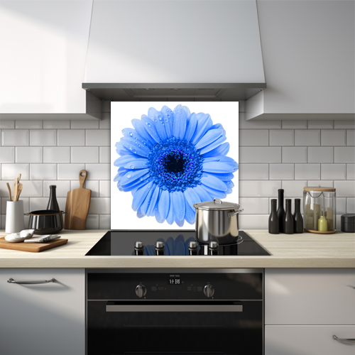 Blue daisy with water droplets on a white background.