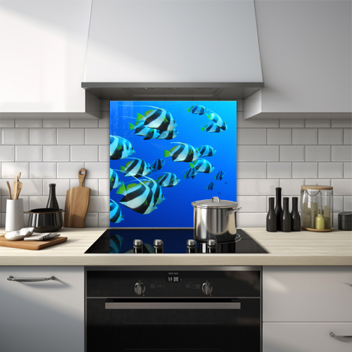 Schooling tropical fish swimming together glass splashback.