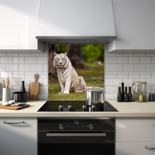 Proud white tiger sitting upright glass splashback.