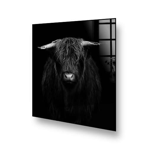 Black and white image of a Highland calf on kitchen splashback above a cooker Side View
