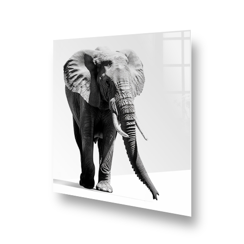 Monochrome Walking Greyscale Elephant Art on Glass Splashback Side View