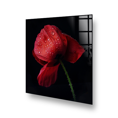 Red poppy with droplets on black background printed kitchen splashback. Side View