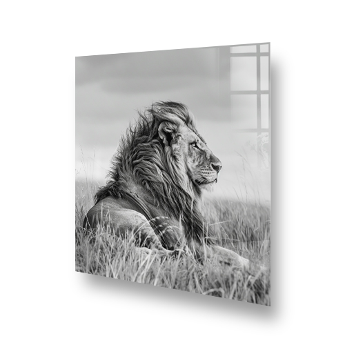 Black and white lion splashback art for kitchen featuring regal lion in grassland Side View