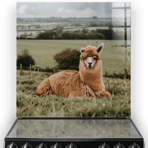 A charming alpaca named Blossom resting in a field on a printed kitchen splashback thumbnail